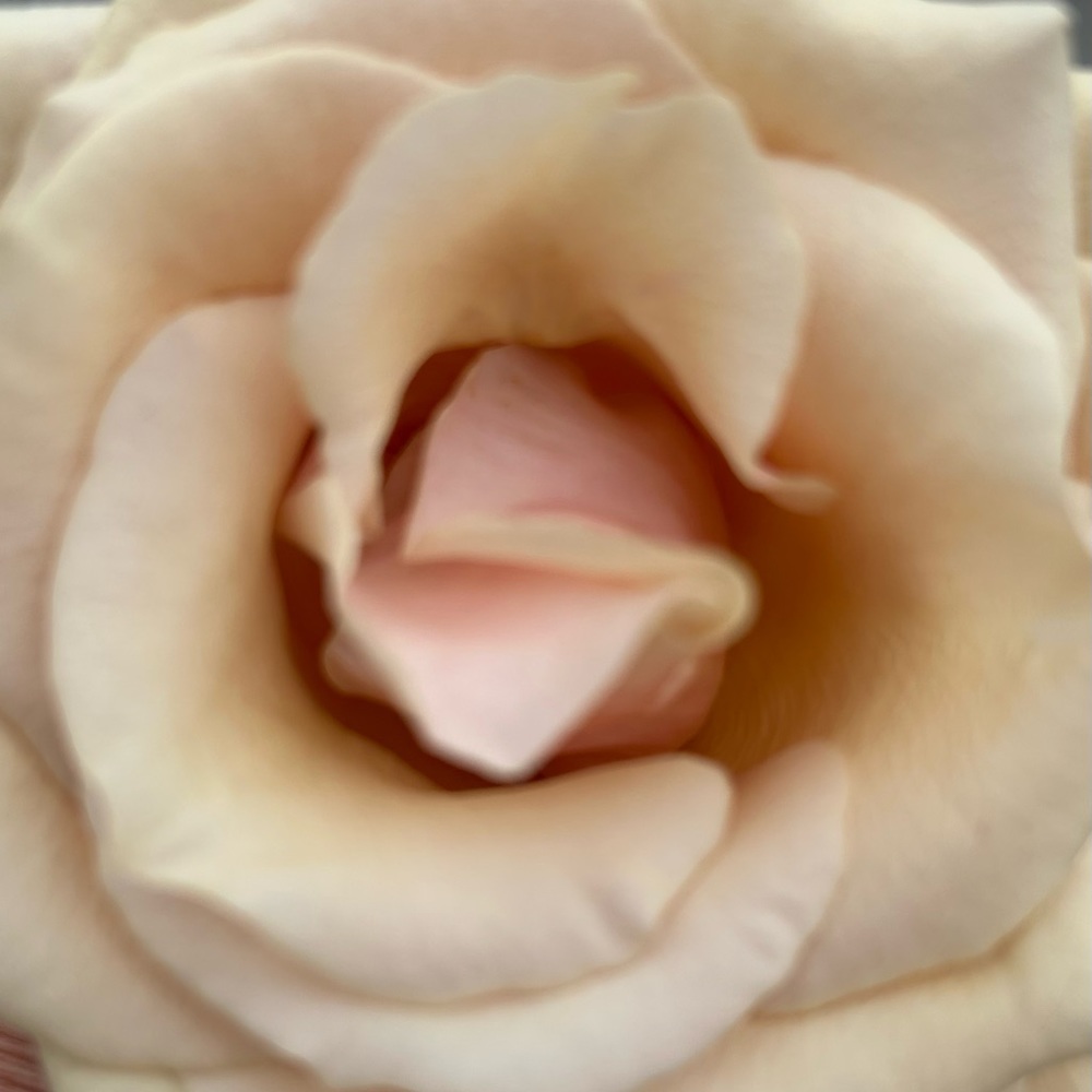 Meet your Posher, Rj